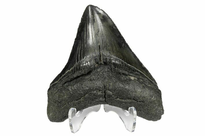 Serrated, Fossil Megalodon Tooth - South Carolina #172227